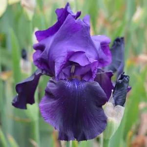 

Ирис бородатый Блэк Тафетта