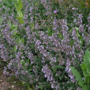 

Котовник Фассена Глетшерайс