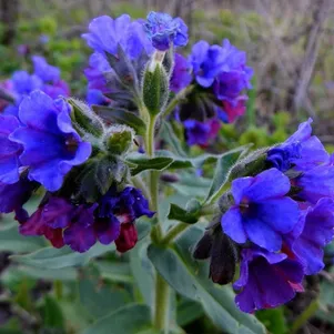 

Медуница мягкая