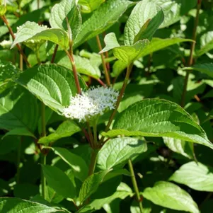 

Дерен Сибериан Перлс