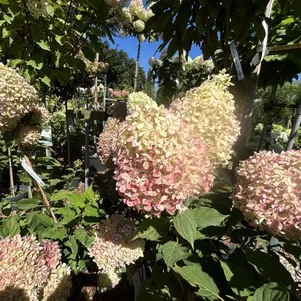 

Гортензия Пиксио метельчатая