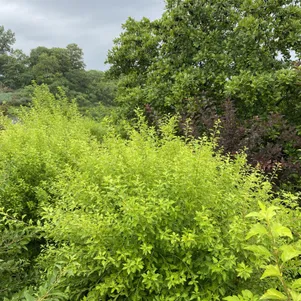 

Пузыреплодник Мэджикал Распберри Лимонад