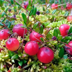 

Клюква Хаус крупноплодная