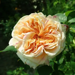 

Роза Алкимист