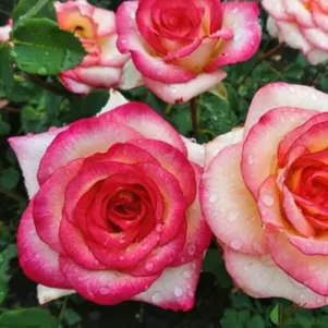 

Роза Амазонка