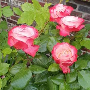 

Роза Ностальжи чайно-гибридная