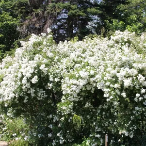 

Роза Гирлянд де Амур Роуз мускусная, Ленс (лиц)