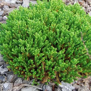 

Хебе Эмералд Грин