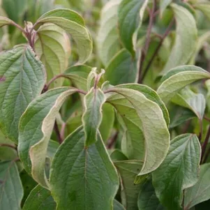 

Дерен Келсеи отпрысковый