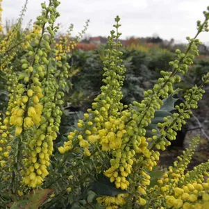 

Магония Винтер Сан