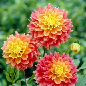 

Георгина Коган Фубуки декоративная