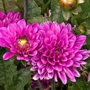 

Георгина Мелоди Фанфар декоративная