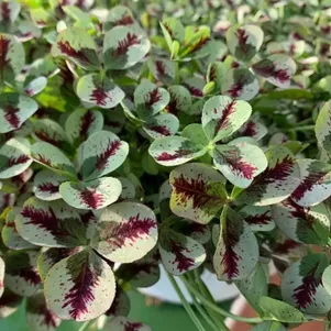 

Клевер Драгон Блад ползучий