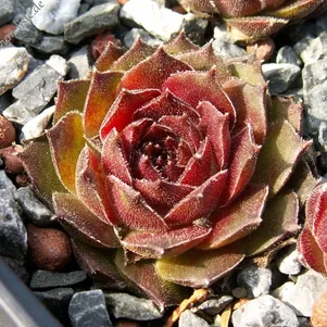 

Молодило Липстик