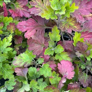 

Хризантема Красная ромашка