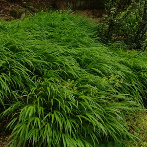 

Хаконехлоа большая