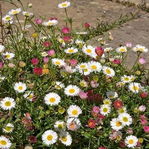 

Мелколепестник (эригерон)