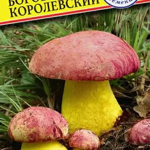 Боровик королевский Мицелий грибов 60 мл Семена Престиж 146₽