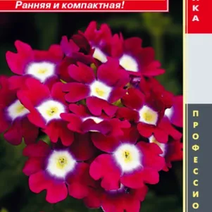 

Вербена Кварц Бургунди с глазком F1 гибридная (серия Quartz XP) 5 шт, Плазменные семена