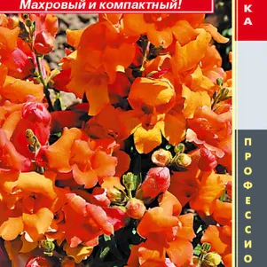 

Львиный зев Бронзовый звон F1 (серия Twinny) 10 шт, Плазменные семена