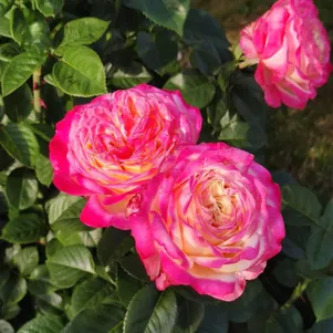 

Роза Кордес Юбилей чайно-гибридная