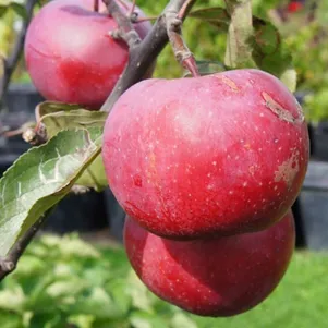 

Яблоня Редлав Эра красномясая