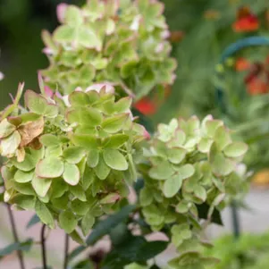 

Гортензия Металика метельчатая