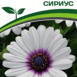 

Остеоспермум Сириус F1 Эклона Звезды Галактики 3 шт. Семена Партнер