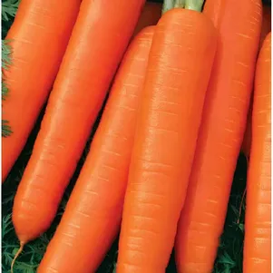 

Морковь Нантская 4 гранулы 300 шт. гель ЦП Семена Гавриш