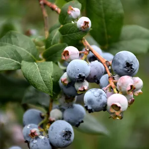 

Голубика Река