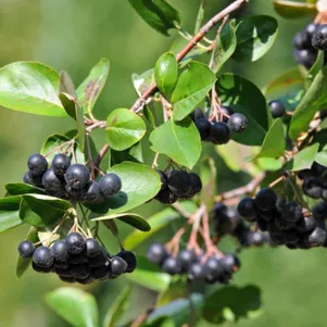 

Черноплодная рябина (Арония) Надзея