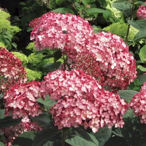 

Гортензия Руби Аннабель древовидная