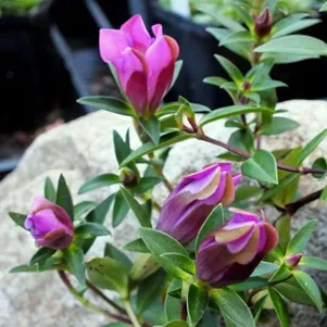 

Горечавка Зуйко Риндо