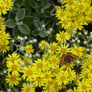 

Брахиглотис Саншайн