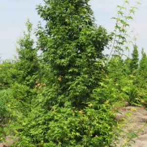 

Клен Силуэт веерный