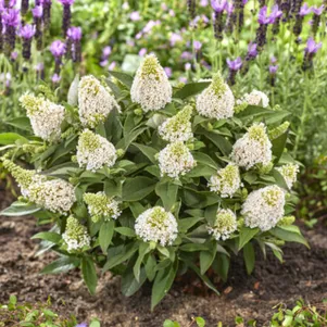 

Буддлея Давида Литл Рокстарс белая