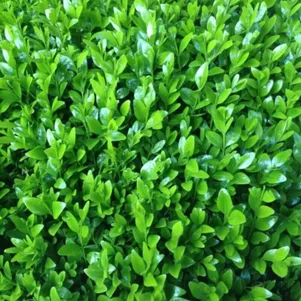 

Самшит вечнозеленый Джайнт