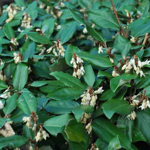 

Лох Эббинга