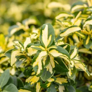 

Бересклет Форчуна Санспот