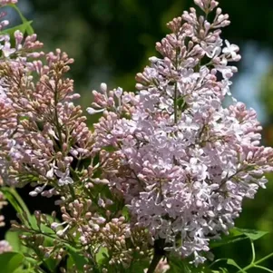 

Сирень Калифорния Роуз