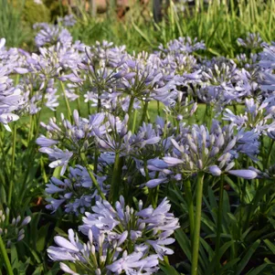 

Агапантус Лилак Флеш