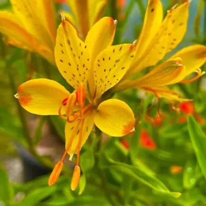 

Альстромерия Глори оф зе Андес