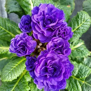 

Примула Беларина Океан Блю