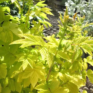 

Лабазник (таволга) Ауреа