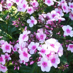 

Флокс Синдерелла метельчатый