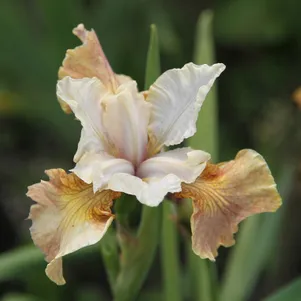 

Ирис сибирский Пикок Батерфляй Джерри Мерфи