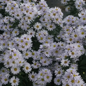 

Астра Бриджит