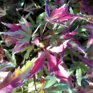 

Клен веерный Метаморфоза