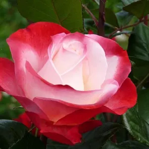 

Роза Ностальжи чайно-гибридная, Тантау (лиц)