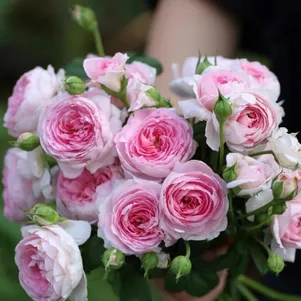 

Роза Мон Кер японская